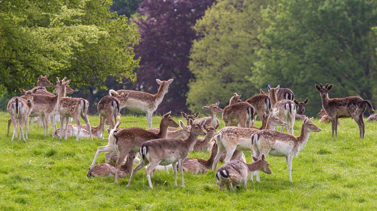 A group of does look out across the parkland against a bank of lush, green grass, with new leafy trees in the background.